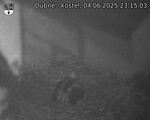 Capi_Dubne_20250604_231503.jpg