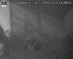 Capi_Dubne_20250604_232003.jpg