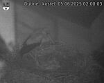 Capi_Dubne_20250605_020003.jpg