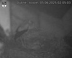 Capi_Dubne_20250605_020503.jpg