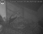 Capi_Dubne_20250605_021002.jpg