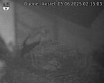 Capi_Dubne_20250605_021503.jpg