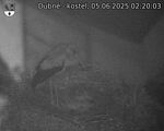 Capi_Dubne_20250605_022003.jpg