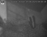 Capi_Dubne_20250605_040018.jpg