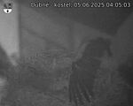 Capi_Dubne_20250605_040503.jpg