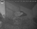 Capi_Dubne_20250605_041004.jpg
