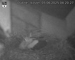 Capi_Dubne_20250605_042027.jpg