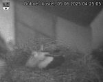 Capi_Dubne_20250605_042505.jpg