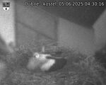 Capi_Dubne_20250605_043016.jpg