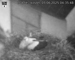 Capi_Dubne_20250605_043548.jpg