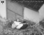 Capi_Dubne_20250605_045004.jpg