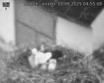 Capi_Dubne_20250605_045508.jpg