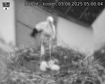 Capi_Dubne_20250605_050004.jpg