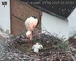 Capi_Dubne_20250605_050502.jpg