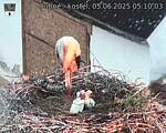 Capi_Dubne_20250605_051003.jpg