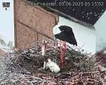 Capi_Dubne_20250605_051502.jpg