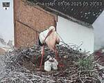 Capi_Dubne_20250605_052003.jpg