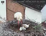 Capi_Dubne_20250605_052503.jpg