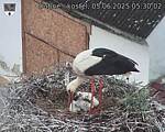 Capi_Dubne_20250605_053002.jpg