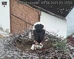 Capi_Dubne_20250605_053502.jpg