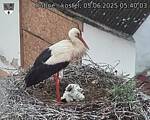 Capi_Dubne_20250605_054003.jpg
