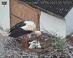 Capi_Dubne_20250605_055003.jpg