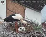 Capi_Dubne_20250605_055503.jpg