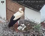 Capi_Dubne_20250605_060003.jpg