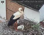 Capi_Dubne_20250605_060503.jpg