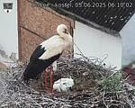 Capi_Dubne_20250605_061002.jpg