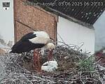 Capi_Dubne_20250605_062003.jpg