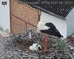 Capi_Dubne_20250605_063003.jpg