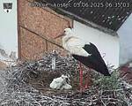 Capi_Dubne_20250605_063503.jpg