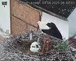 Capi_Dubne_20250605_064003.jpg