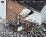 Capi_Dubne_20250605_064503.jpg