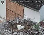Capi_Dubne_20250605_065004.jpg