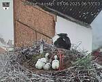 Capi_Dubne_20250605_065503.jpg