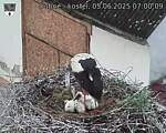 Capi_Dubne_20250605_070009.jpg