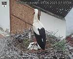 Capi_Dubne_20250605_070504.jpg