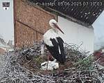 Capi_Dubne_20250605_071003.jpg