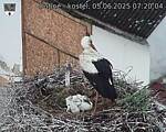 Capi_Dubne_20250605_072004.jpg
