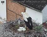 Capi_Dubne_20250605_072502.jpg