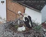 Capi_Dubne_20250605_073504.jpg
