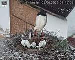 Capi_Dubne_20250605_074509.jpg