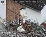 Capi_Dubne_20250605_075003.jpg