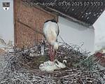 Capi_Dubne_20250605_075503.jpg