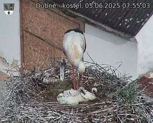 Capi_Dubne_20250605_075503.jpg (1350 x 1080)