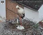 Capi_Dubne_20250605_080002.jpg