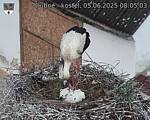 Capi_Dubne_20250605_080503.jpg