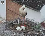 Capi_Dubne_20250605_081003.jpg